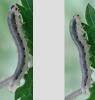 Macrophya sp.